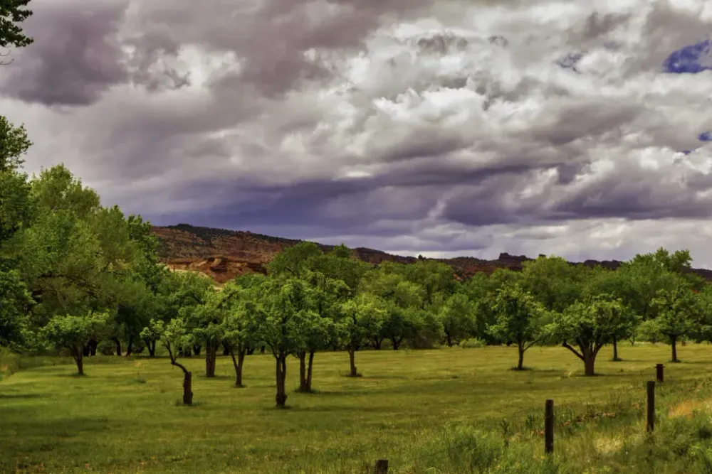Fruit orchards at Capitol Reef National Park, Utah